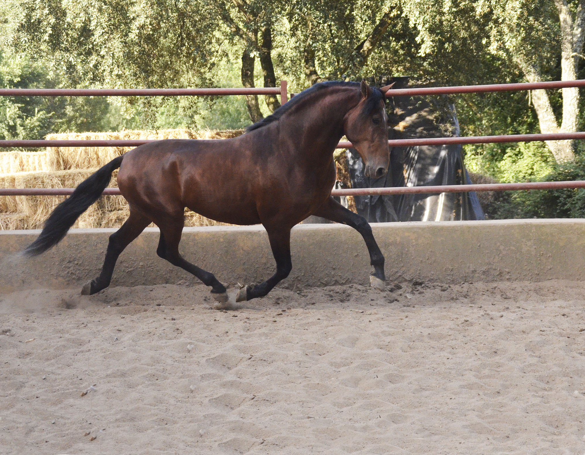 Listado de Caballos en Venta